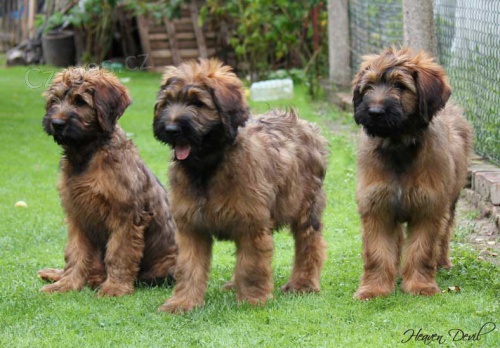 Briard - plav� �t��ata