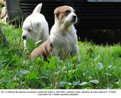 St�edoasijsk� pasteveck� pes s PP