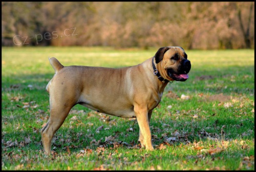 �t��ata Boerboel na prodej, �pi�kov� rodi�e