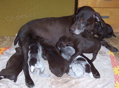 N�MECK� KR�TKOSRST� OHA� - �T��ATA s PP