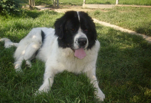 prod�m �t�nata Landseer