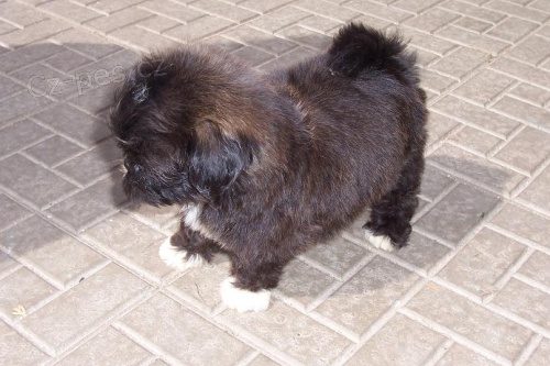 Shih-tzu - kr�sn� �t���tka