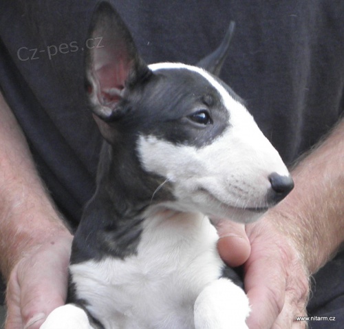 Bullterier-kr�sn� �t���tka s PP