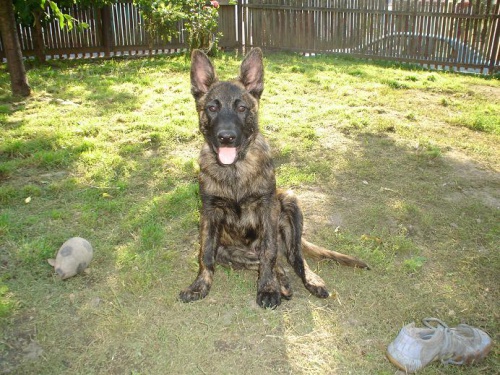 Holandsk� ov��k s PP