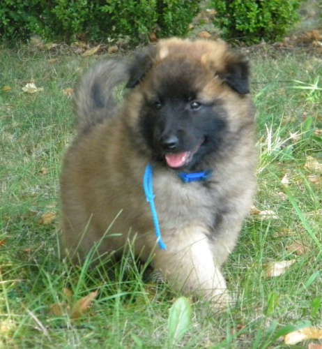 Belgick� ov��k- Tervueren