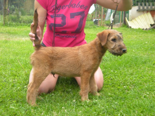 Prod�m �t��ata Irsk�ho teri�ra!