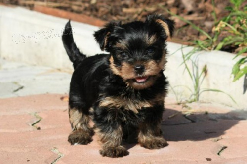 Jork��rsk� Teri�r