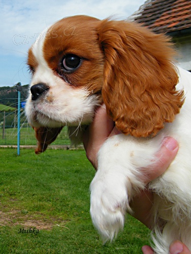 Kaval�r king charles �pan�l s PP