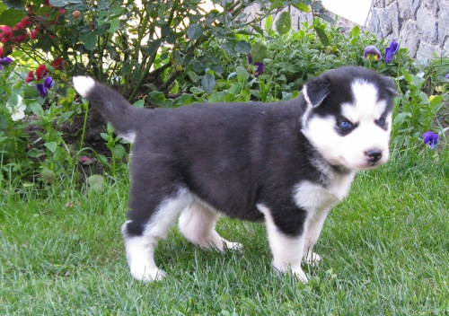 Sibi�sk� husky-