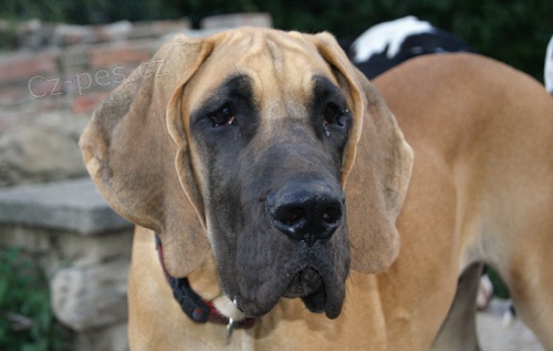 N�meck� doga-�t��ata