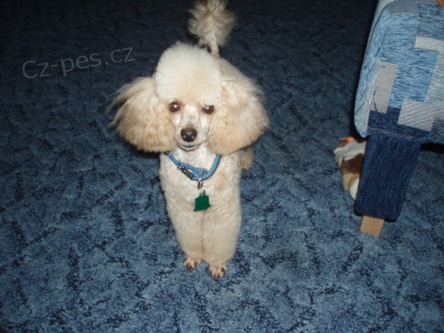 pudl toy apricot kryti