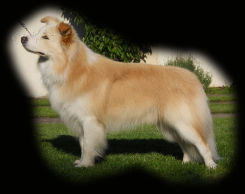 �t��ata border collie ze zahrani�n�ho kryt�