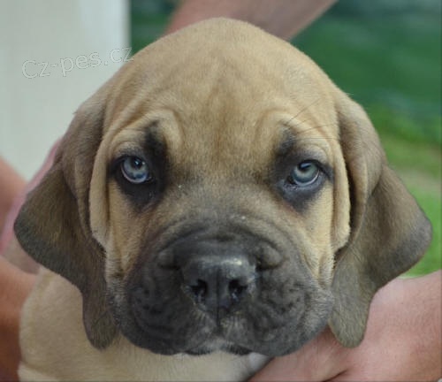 �t��ata Boerboel na prodej, �pi�kov� rodi�e