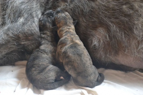 Prod� �t��ata IW