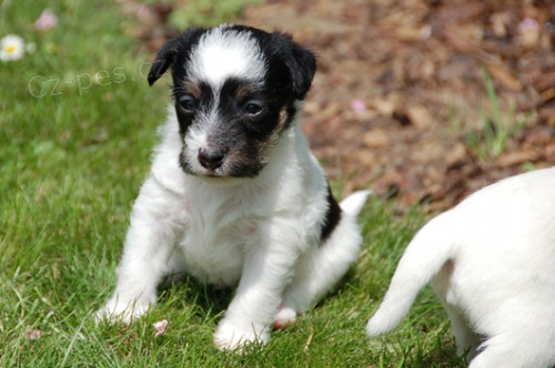 Parson Russell teri�r