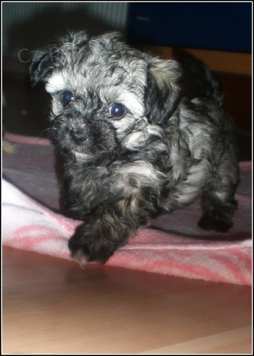 �t���tka Barevn�ho Bolo�sk�ho ps�ka