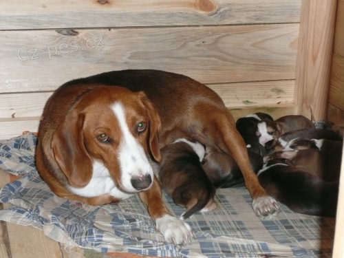 Prod�m �t��ata N�MECK�HO BRAK��E s PP