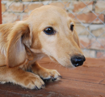 Jezev��k trpasli�� kr�mov�