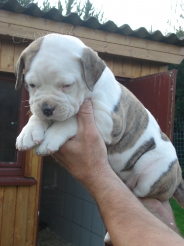 Americk� buldok -�t��ata