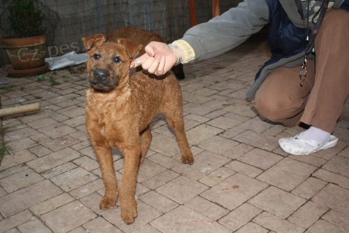 Prod�m �t���tka irsk�ho teri�ra s PP