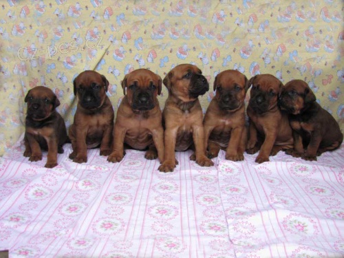 TOSA INU �t��ata 