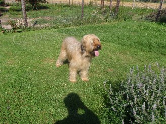 Ch.S. Bar-Bar Beskydy zad� �t��ata