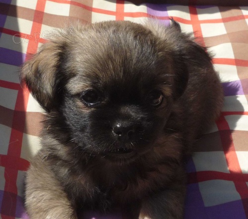 �t���tka T�