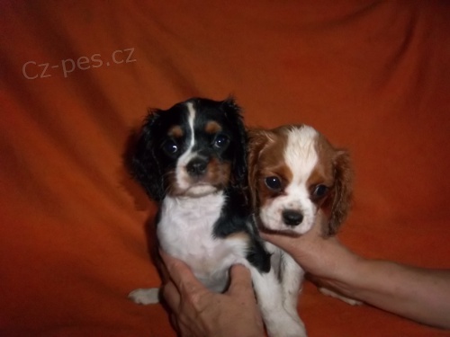 2 hol�i�ky kaval�rk�