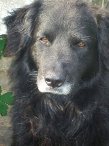 K��enec flat coated retr�vra