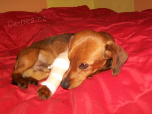 K��enec jezev��ka a krysa��ka