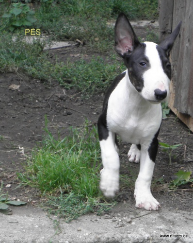 BHullterier-kr�sn� �t���tka s PP