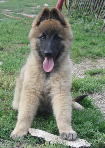 Belgick� ov��k tervueren