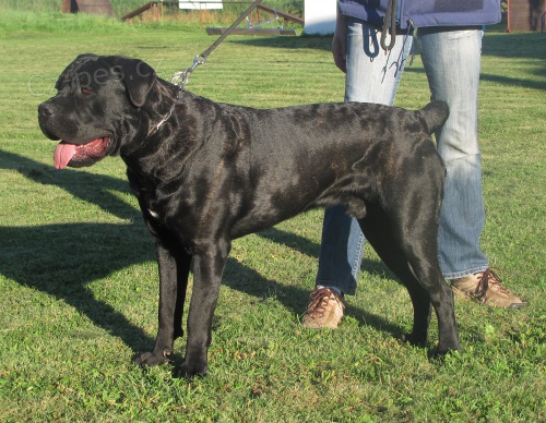 Cane corso - 10ti m�s��n� pes