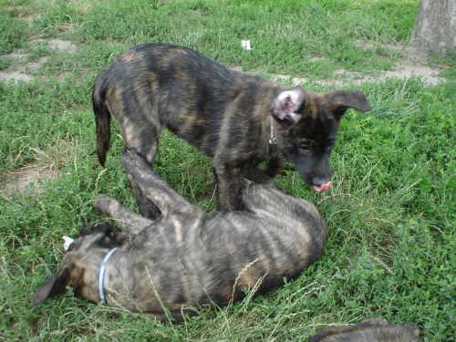 Holandsk� ov��k s PP