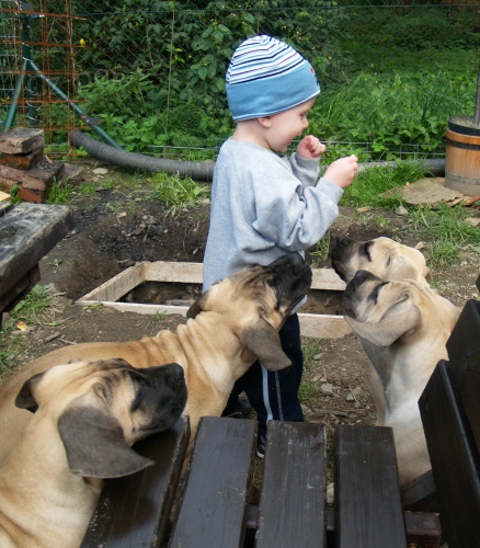 boerboel �t���tka