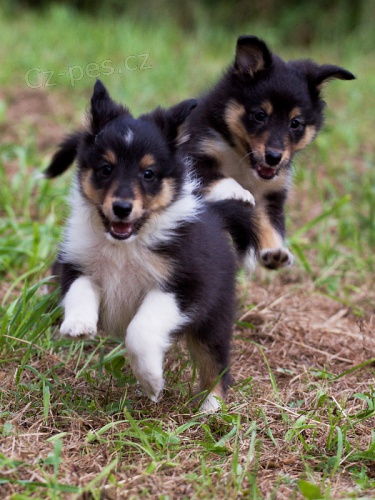 prodam �tenatka Sheltie