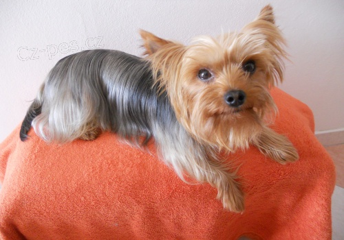 Kryt� Yorkshir / Jork��rsk� teri�r s PP