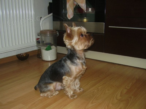 york��rsky terier  ztratil sem se:(