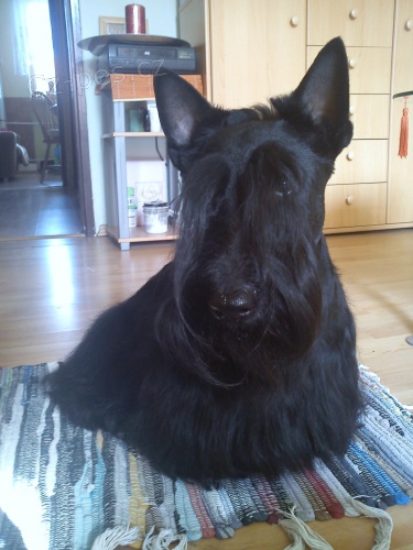 �t�n� Skotsk�ho teri�ra