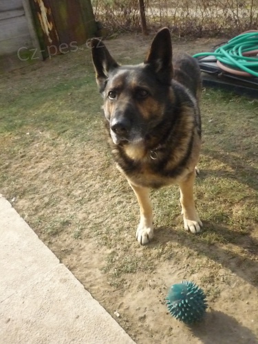 Hled�me fenku ke kryt�