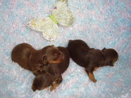 �okol�dov� yorkshire terier �t���tka