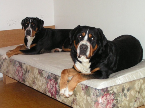 Velk� �v�carsk� sala�nick� pes