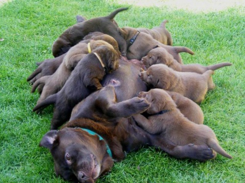 �okol�dov� �t��ata Labradora s PP