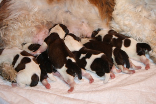 Kr�sn� kluci shih-tzu s PP