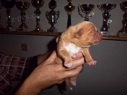 nova scotia duck tolling retr�vr