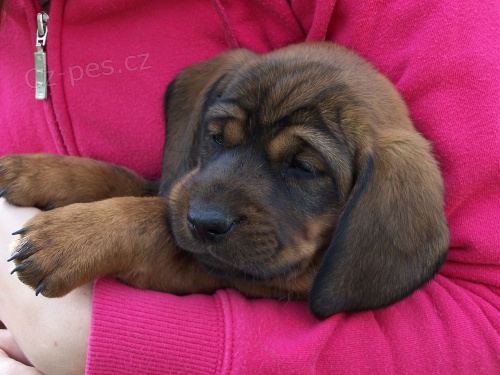 Prod�m �t�nata Alpsk�ho jezev��kovit�ho brak��e s PP