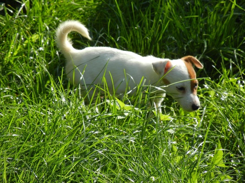 LUXUSN� PEJSEK JACK RUSSELL TERIER - RODI�E S PP!