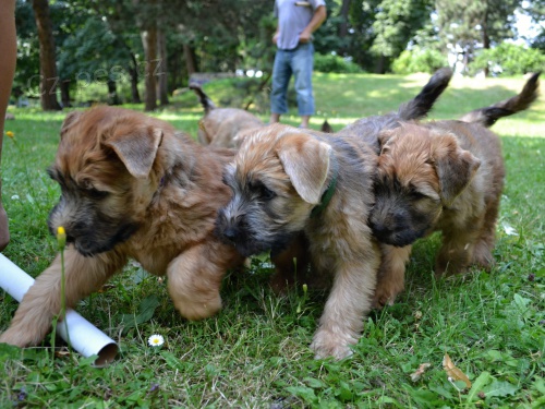 Fene�ka Irish  Soft  Coated  Wheaten Terri�ra 