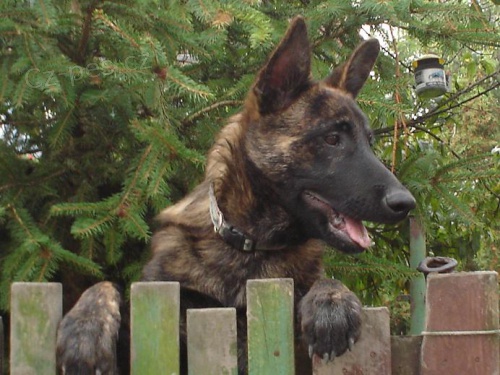 Holandsk� ov��k s PP