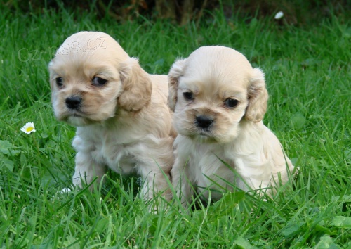 Americk� kokr�pan�l